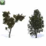 Pine trees vol.2