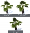 Washintonia palm