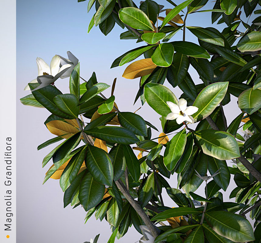 magnoliaC