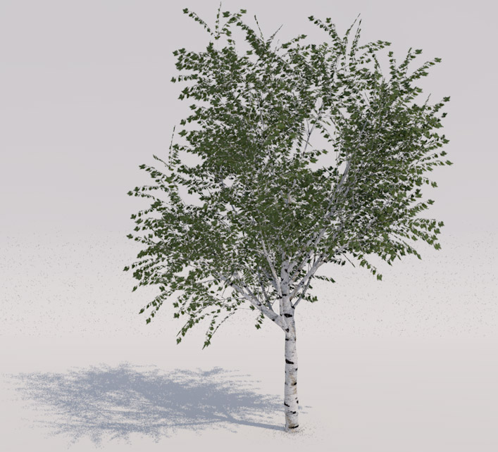 Birch tree (Albero betulla)
